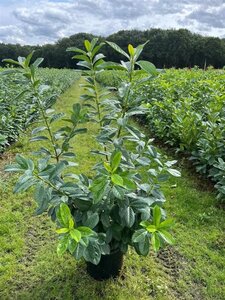 Prunus l. 'Novita' 125-150 cm cont. 15L - afbeelding 3