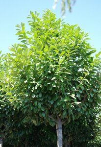 Prunus l. 'Novita' 16-18 Hoogstam cont. 130L