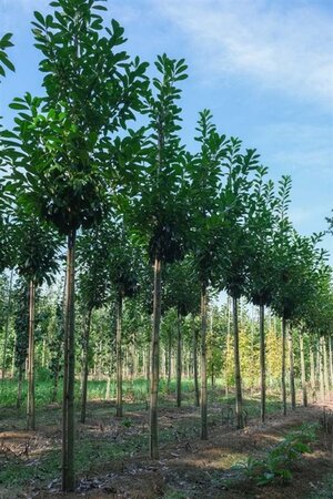 Prunus l. 'Novita' 16-18 Hoogstam draadkluit 3 X verplant - afbeelding 1