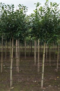 Prunus l. 'Novita' 16-18 Hoogstam draadkluit 3 X verplant - afbeelding 2