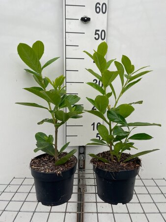 Prunus l. 'Novita' 40-50 cm cont. 2,0L - afbeelding 2