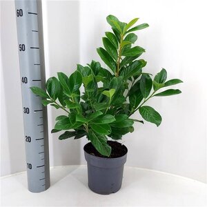 Prunus l. 'Novita' 40-50 cm cont. 2,0L - afbeelding 1