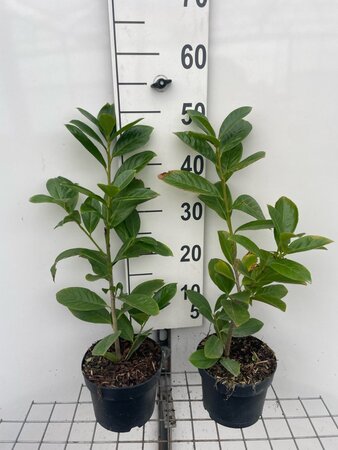Prunus l. 'Novita' 40-50 cm cont. 2,0L - afbeelding 3