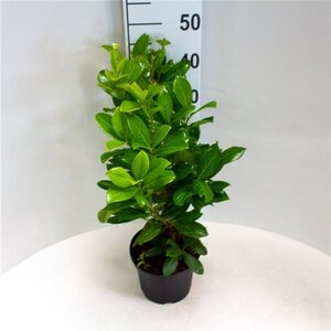 Prunus l. 'Novita' 40-60 cm cont. 3,0L