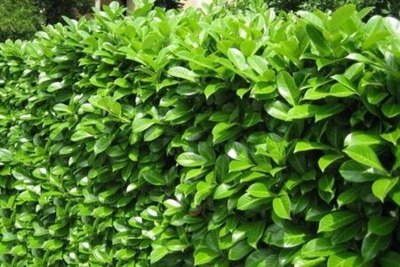 Prunus l. 'Novita' 40-60 cm wortelgoed - afbeelding 1