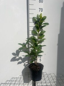 Prunus l. 'Novita' 60-80 cm cont. 3,0L