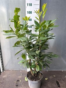 Prunus l. 'Novita' 60-80 cm cont. 5,0L - afbeelding 3