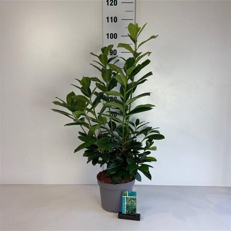 Prunus l. 'Novita' 60-80 cm cont. 5,0L - afbeelding 3