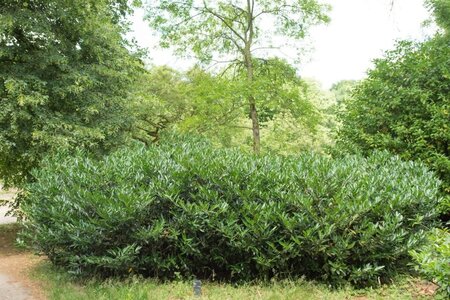 Prunus l. 'Otto Luyken' 125-150 cm draadkluit - afbeelding 1