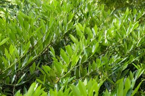 Prunus l. 'Otto Luyken' 125-150 cm met kluit - afbeelding 2