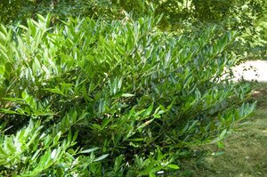 Prunus l. 'Otto Luyken' 125-150 cm met kluit - afbeelding 4