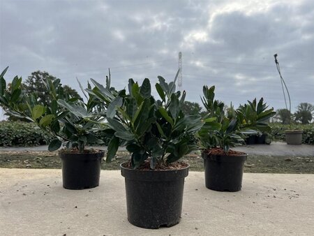 Prunus l. 'Otto Luyken' 20-25 cm cont. 2,0L