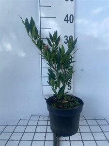 Prunus l. 'Otto Luyken' 25-30 cm cont. 2,0L