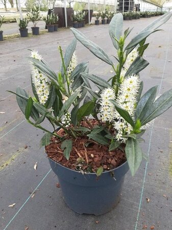 Prunus l. 'Otto Luyken' 25-30 cm cont. 3,0L - afbeelding 6