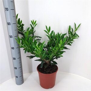 Prunus l. 'Otto Luyken' 30-40 cm cont. 4,0L