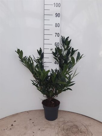 Prunus l. 'Otto Luyken' 30-40 cm cont. 4,0L