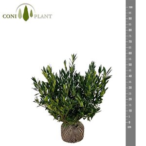 Prunus l. 'Otto Luyken' 40-60 cm met kluit