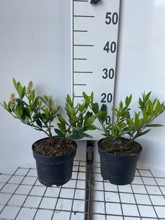 Prunus l. 'Otto Luyken' geen maat specificatie cont. 2,0L