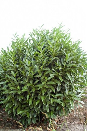 Prunus l. 'Reynvaanii' 50-60 cm met kluit - afbeelding 1