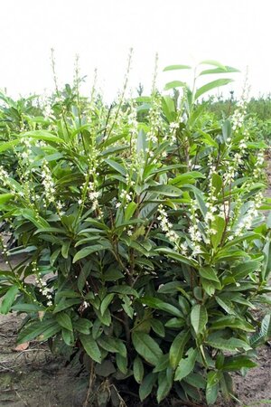 Prunus l. 'Reynvaanii' 80-100 cm met kluit - afbeelding 2