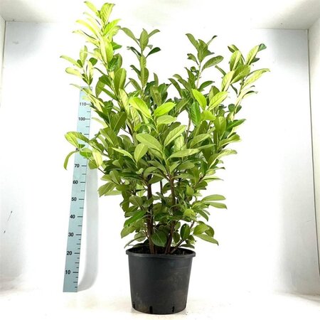 Prunus l. 'Rotundifolia' 100-125 cm cont. 15L