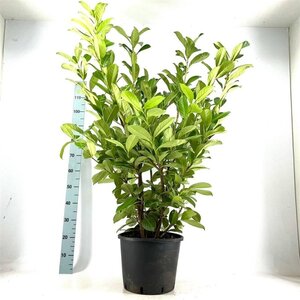 Prunus l. 'Rotundifolia' 100-125 cm cont. 15L