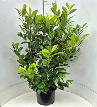 Prunus l. 'Rotundifolia' 100-125 cm cont. 15L - afbeelding 2