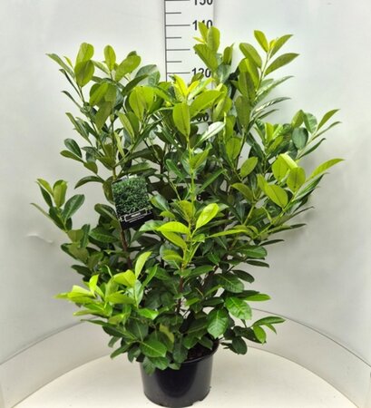 Prunus l. 'Rotundifolia' 100-125 cm cont. 15L - afbeelding 3