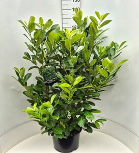 Prunus l. 'Rotundifolia' 100-125 cm cont. 15L - afbeelding 3