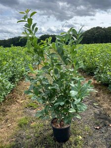 Prunus l. 'Rotundifolia' 125-150 cm cont. 15L - afbeelding 6