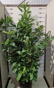 Prunus l. 'Rotundifolia' 125-150 cm cont. 20L