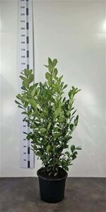 Prunus l. 'Rotundifolia' 125-150 cm cont. 20L - afbeelding 2