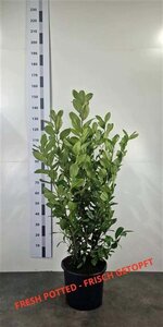 Prunus l. 'Rotundifolia' 125-150 cm cont. 20L - afbeelding 3