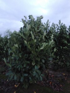 Prunus l. 'Rotundifolia' 200-250 cm met kluit - afbeelding 6