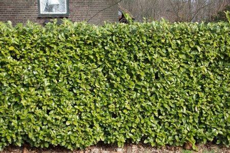 Prunus l. 'Rotundifolia' 225-250 cm met kluit - afbeelding 4