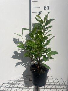 Prunus l. 'Rotundifolia' 50-60 cm cont. 3,0L