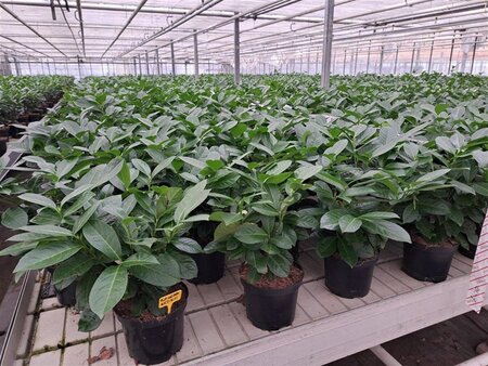 Prunus l. 'Rotundifolia' 50-60 cm cont. 3,0L