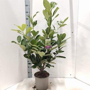 Prunus l. 'Rotundifolia' 60-70 cm cont. 5,0L