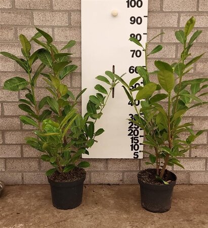 Prunus l. 'Rotundifolia' 60-80 cm cont. 5,0L - afbeelding 6