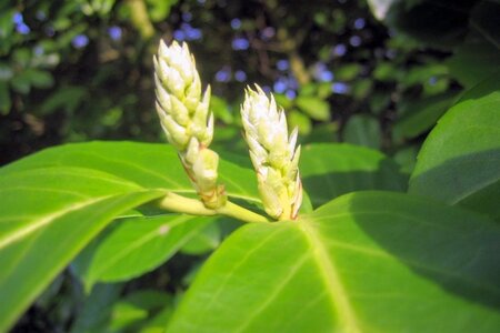 Prunus l. 'Rotundifolia' 60-80 cm cont. 5,0L - afbeelding 1