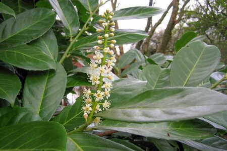 Prunus l. 'Rotundifolia' 60-80 cm cont. 5,0L - afbeelding 3