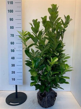 Prunus l. 'Rotundifolia' 60-80 cm met kluit - afbeelding 3
