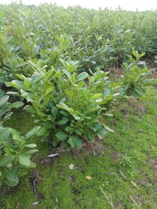 Prunus l. 'Rotundifolia' 60-80 cm met kluit - afbeelding 5