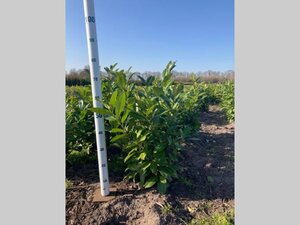 Prunus l. 'Rotundifolia' 60-80 cm met kluit - afbeelding 4