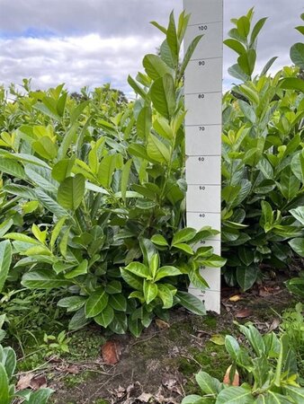 Prunus l. 'Rotundifolia' 60-80 cm met kluit - afbeelding 2