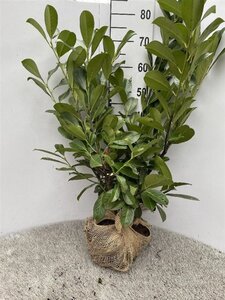 Prunus l. 'Rotundifolia' 60-80 cm met kluit - afbeelding 5