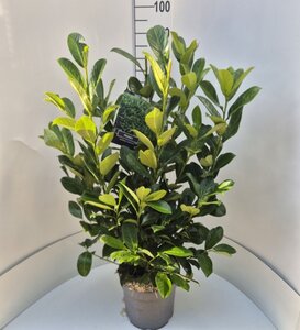 Prunus l. 'Rotundifolia' 80-100 cm cont. 10L - afbeelding 2