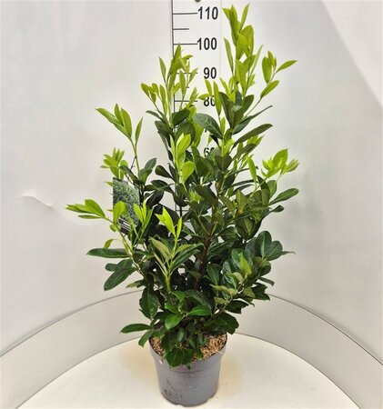 Prunus l. 'Rotundifolia' 80-100 cm cont. 10L - afbeelding 3