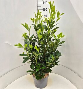 Prunus l. 'Rotundifolia' 80-100 cm cont. 10L - afbeelding 3