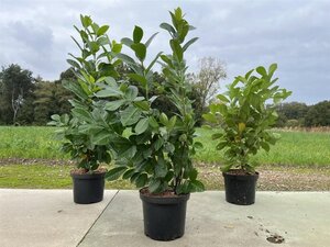Prunus l. 'Rotundifolia' 80-100 cm cont. 10L - afbeelding 3